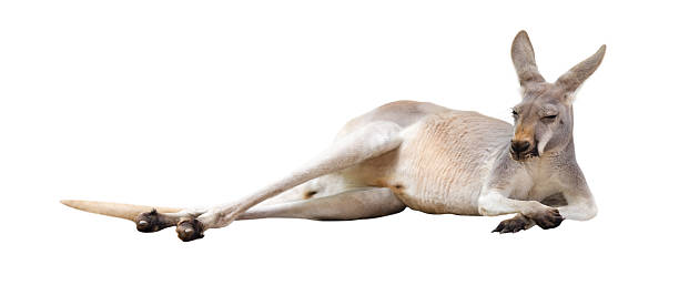 istockphoto-475609736-612x612.jpg