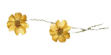 kwiatki